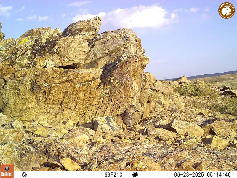 A photograph of a Pallas's cat from Karashoky [new] camera trap