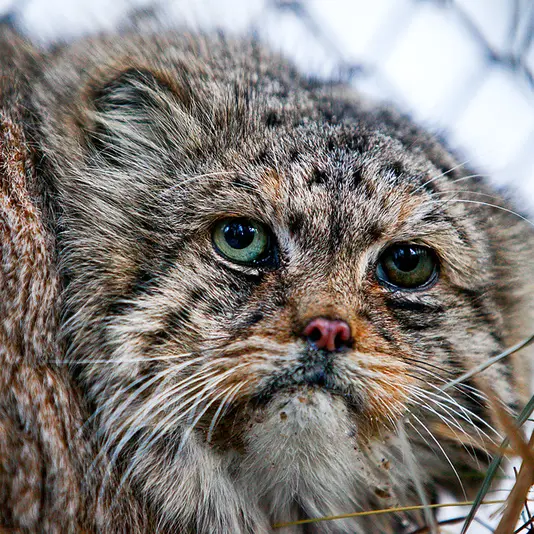 A photograph of Blade in Novosibirsk Zoo