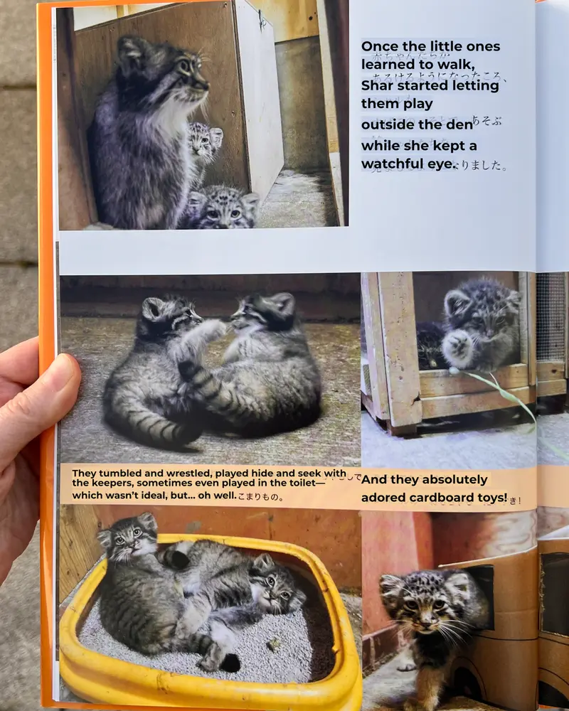 A photograph of a Pallas's cat