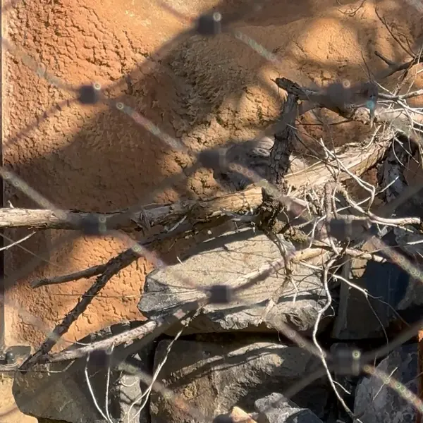 A photograph of a Pallas's cat in Prague Zoo