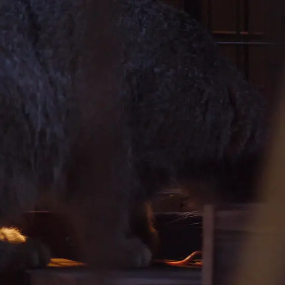 A photograph of a Pallas's cat in Nogeyama Zoo