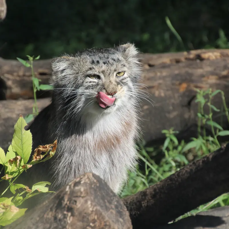 A photograph of Midas in Red River Zoo
