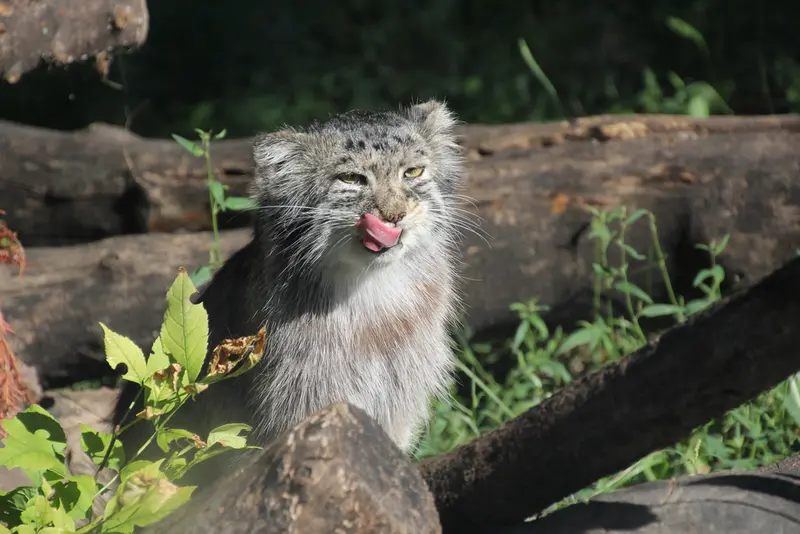 A photograph of Midas in Red River Zoo