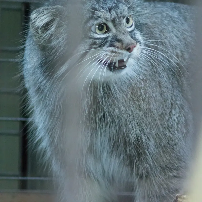 A photograph of Figa in Nogeyama Zoo