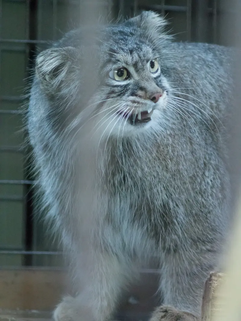 A photograph of Figa in Nogeyama Zoo