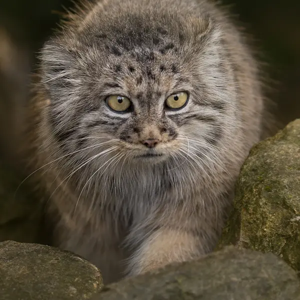 A photograph of Tula in The Big Cat Sanctuary