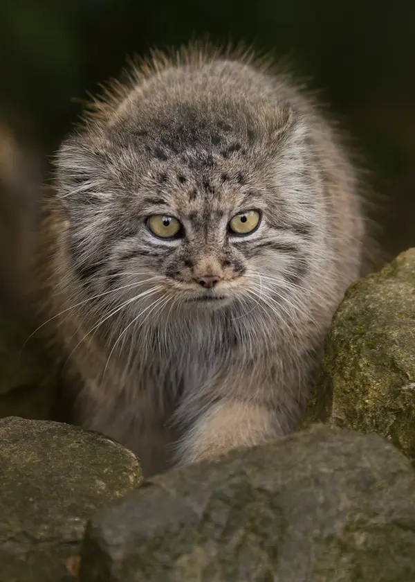 A photograph of Tula in The Big Cat Sanctuary