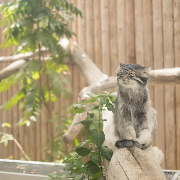 A photograph of Nar in Kobe Animal Kingdom