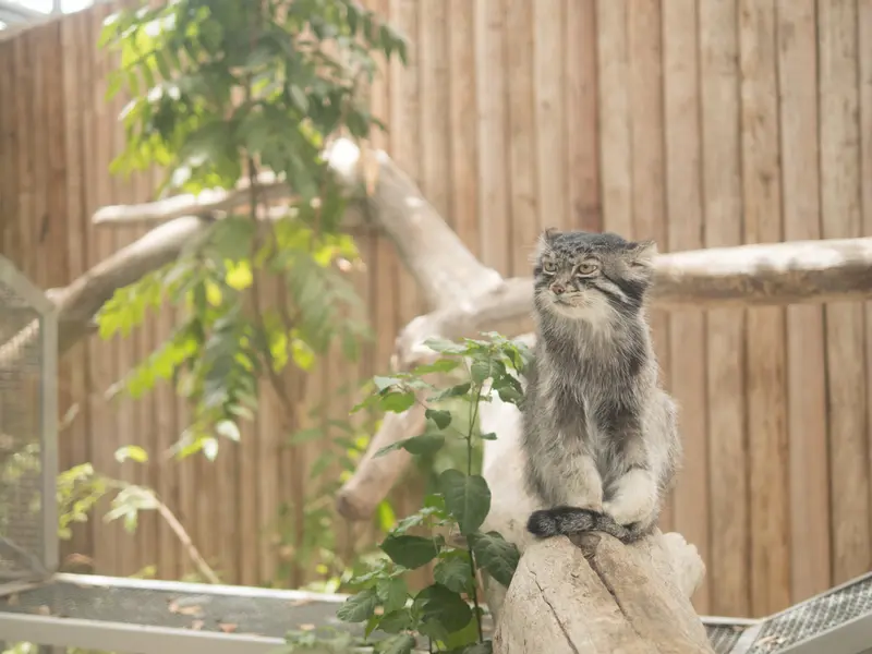 A photograph of Nar in Kobe Animal Kingdom