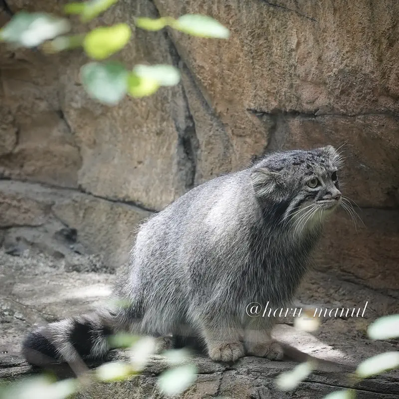 A photograph of Abrikos in Nasu Animal Kingdom