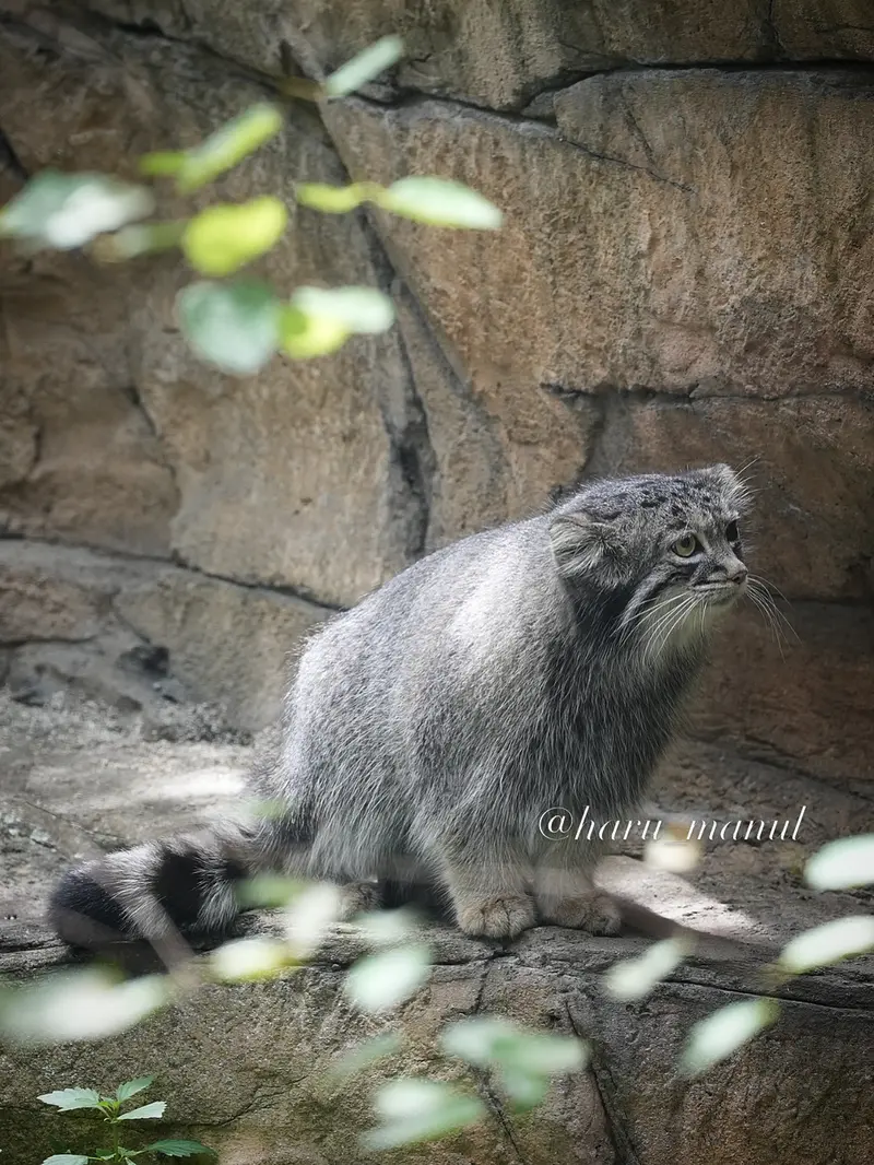 A photograph of Abrikos in Nasu Animal Kingdom