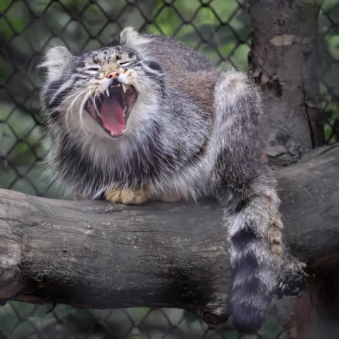 A photograph of Grey in Novosibirsk Zoo