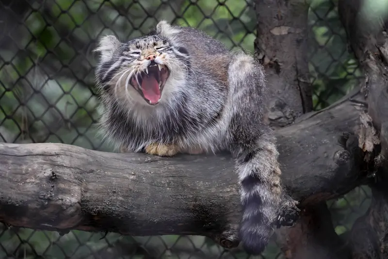 A photograph of Grey in Novosibirsk Zoo