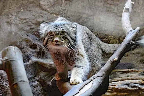 A photograph of Naim in Ueno Zoological Gardens