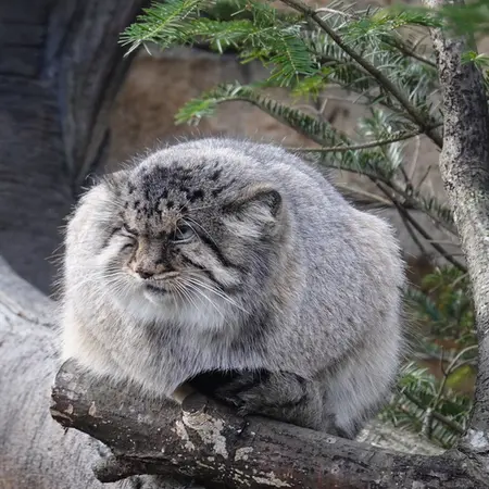 A photograph of Bor in Nasu Animal Kingdom