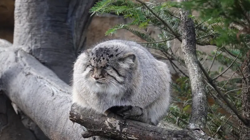 A photograph of Bor in Nasu Animal Kingdom