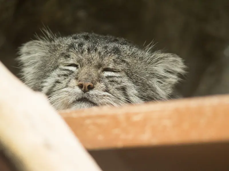 A photograph of Klyon in Ueno Zoological Gardens
