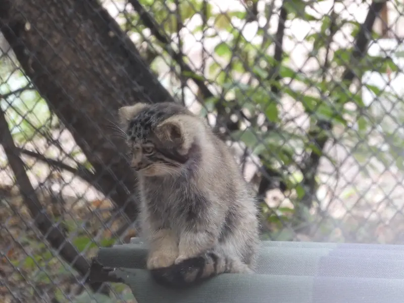 A photograph of a Pallas's cat in Novosibirsk Zoo