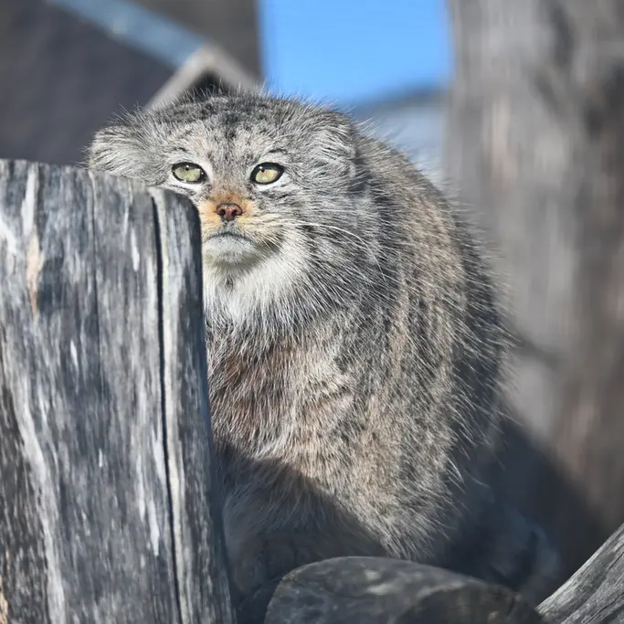 A photograph of Mimi in Korkeasaari Zoo