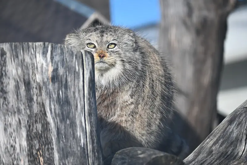 A photograph of Mimi in Korkeasaari Zoo