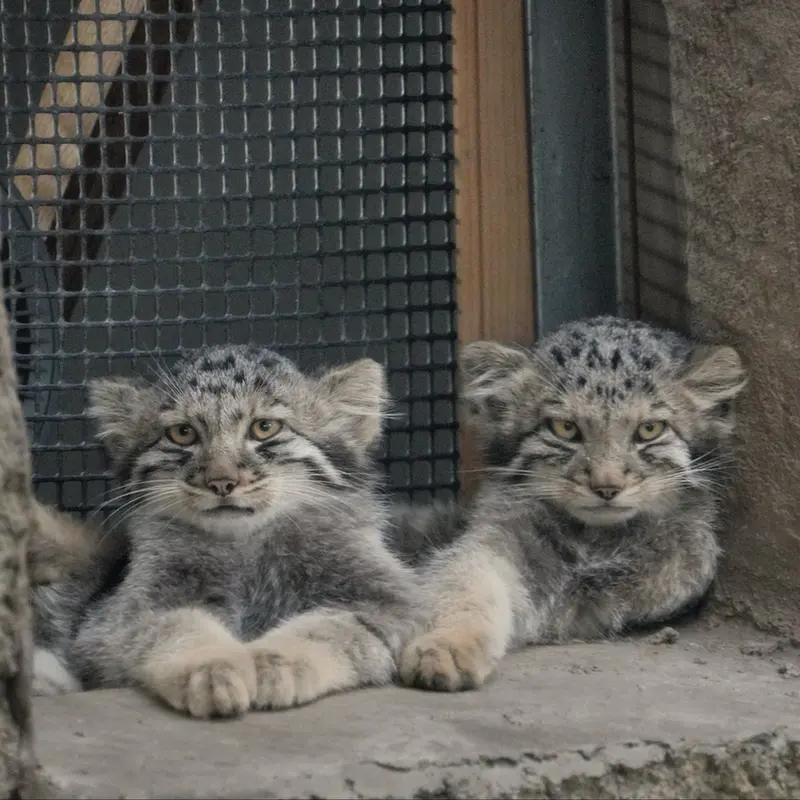A photograph of San and Bono in Kobe Animal Kingdom