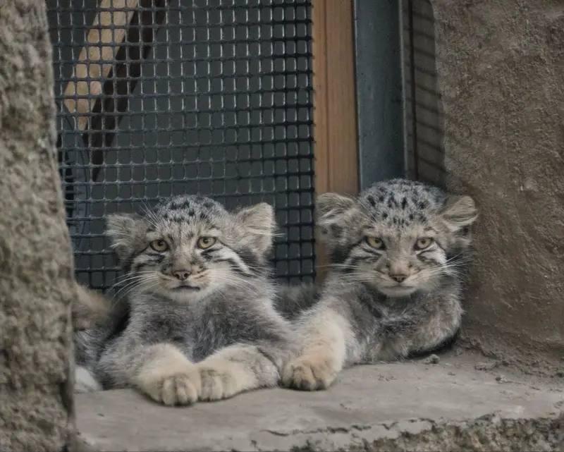 A photograph of San and Bono in Kobe Animal Kingdom