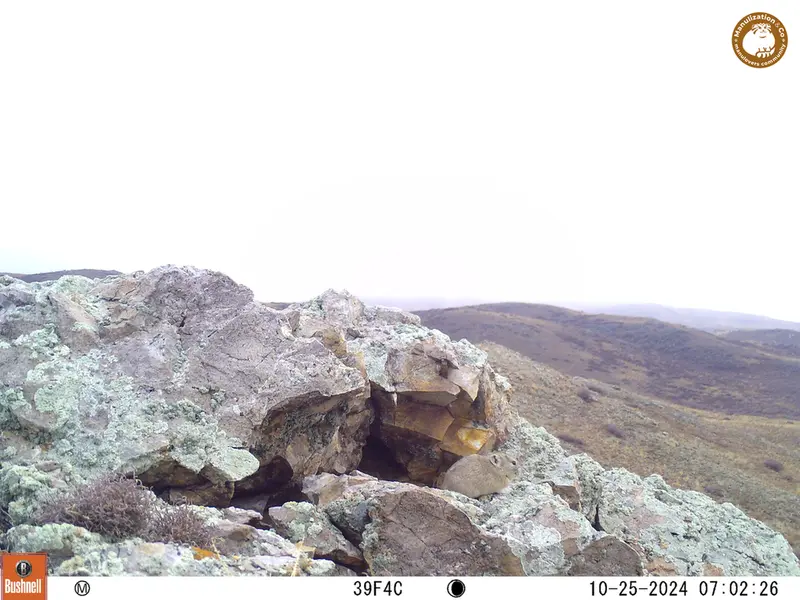 A photograph of Pika from Besshoky 1 camera trap