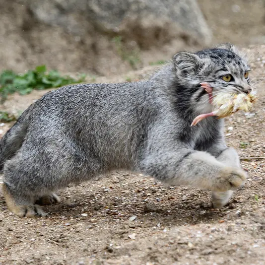 A photograph of Bat-Erdene in Port Lympne Wild Animal Park