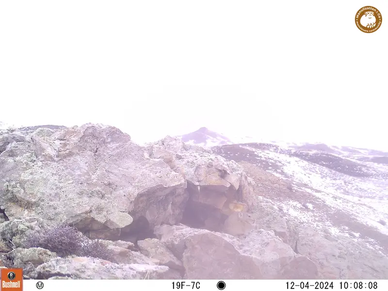 A photograph of Pika from Besshoky 1 camera trap