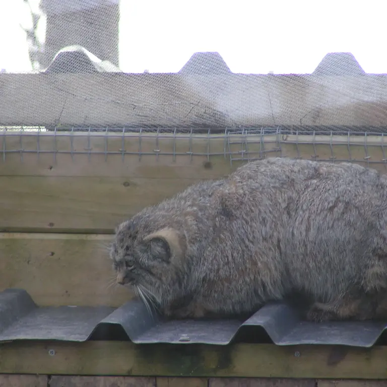 A photograph of Altai in The Lakeland Wildlife Oasis