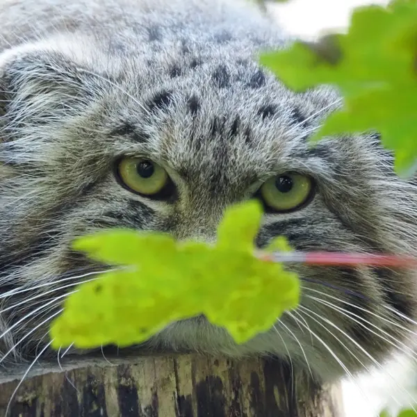 A photograph of Zaya in Gdansk Zoo