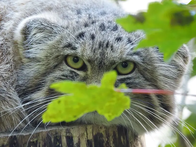 A photograph of Zaya in Gdansk Zoo