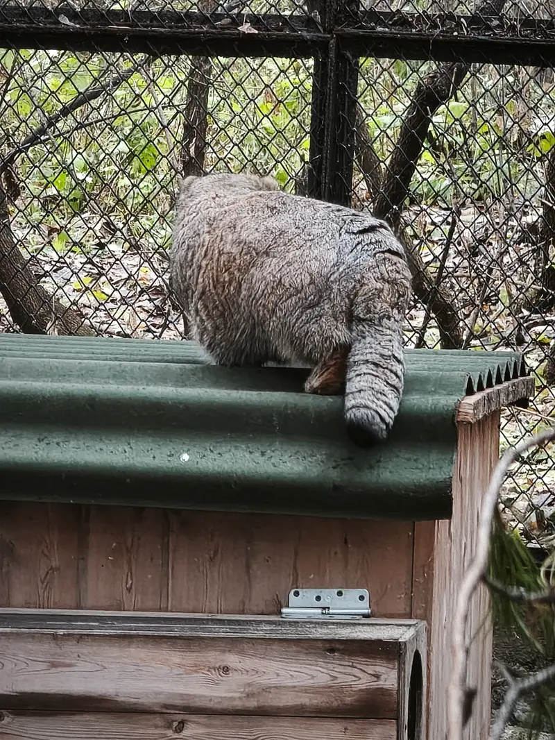 A photograph of Mia in Novosibirsk Zoo
