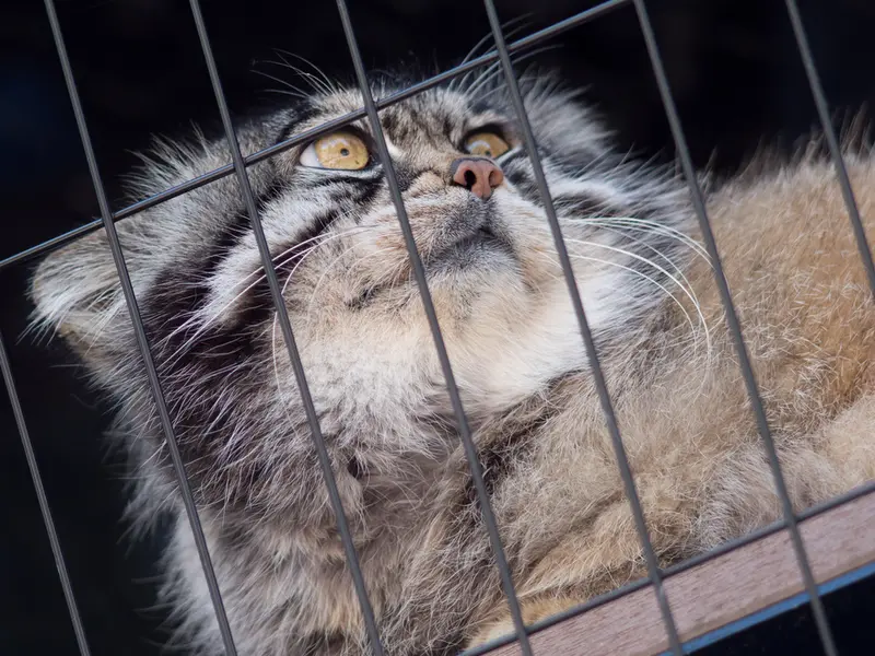 A photograph of Grusha in Asahiyama Zoo
