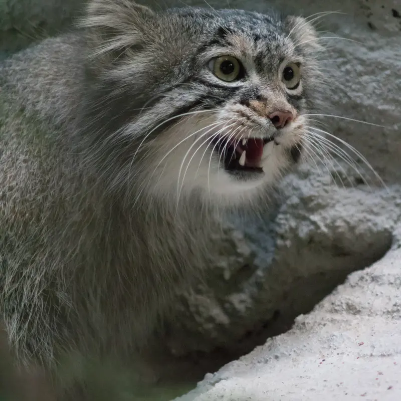 A photograph of Figa in Nogeyama Zoo