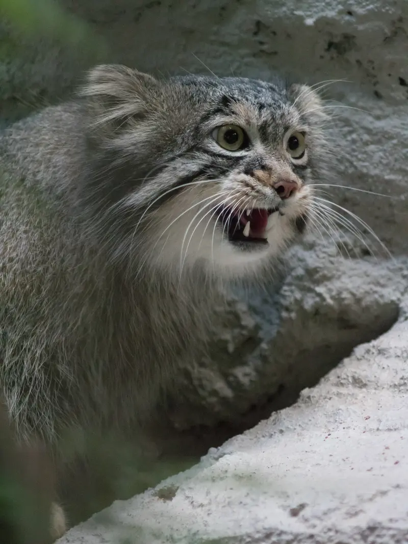 A photograph of Figa in Nogeyama Zoo