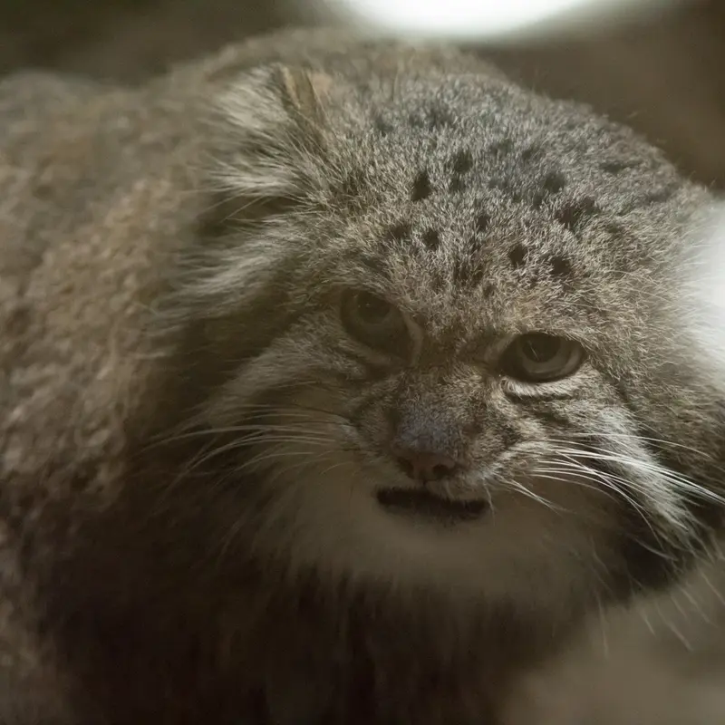 A photograph of Klyon in Ueno Zoological Gardens