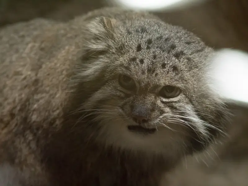 A photograph of Klyon in Ueno Zoological Gardens