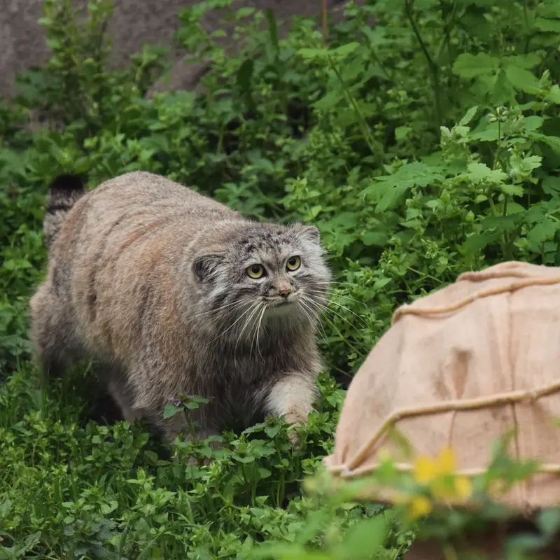 A photograph of Lucy in Budapest Zoo & Botanical Garden