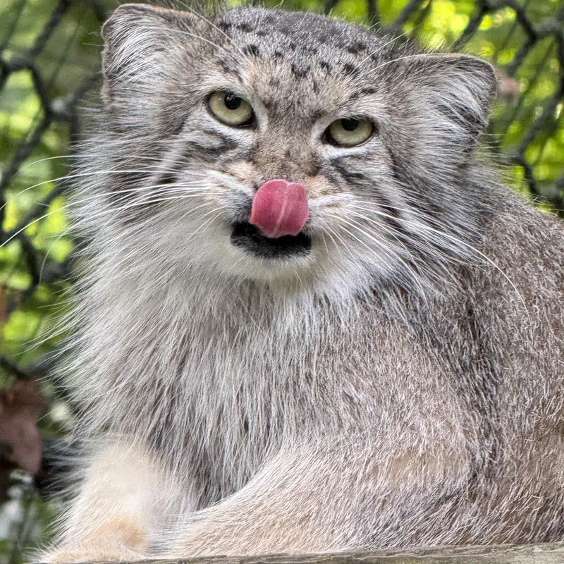 A photograph of Ceba in Smithsonian's National Zoo
