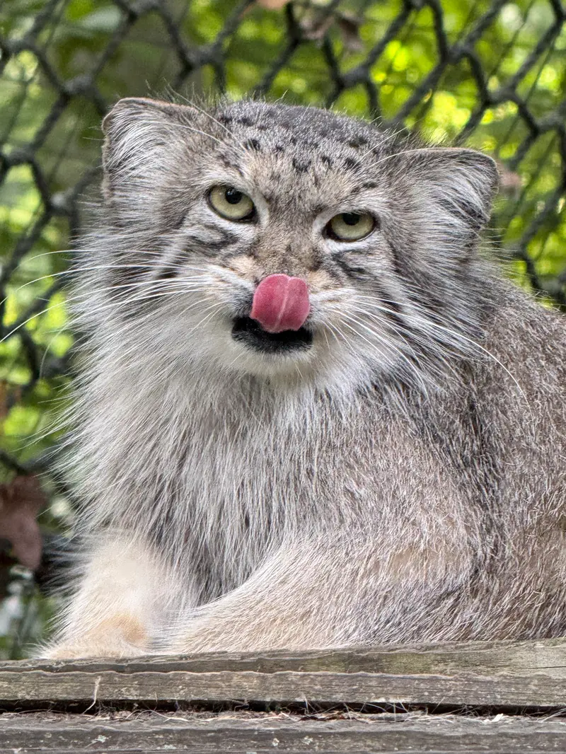 A photograph of Ceba in Smithsonian's National Zoo
