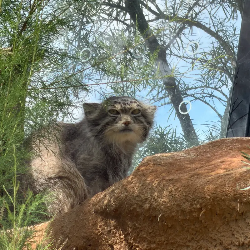 A photograph of Spay in Prague Zoo