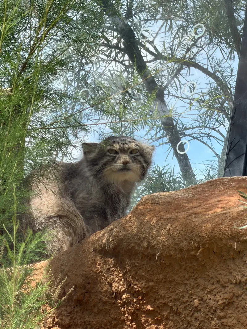 A photograph of Spay in Prague Zoo