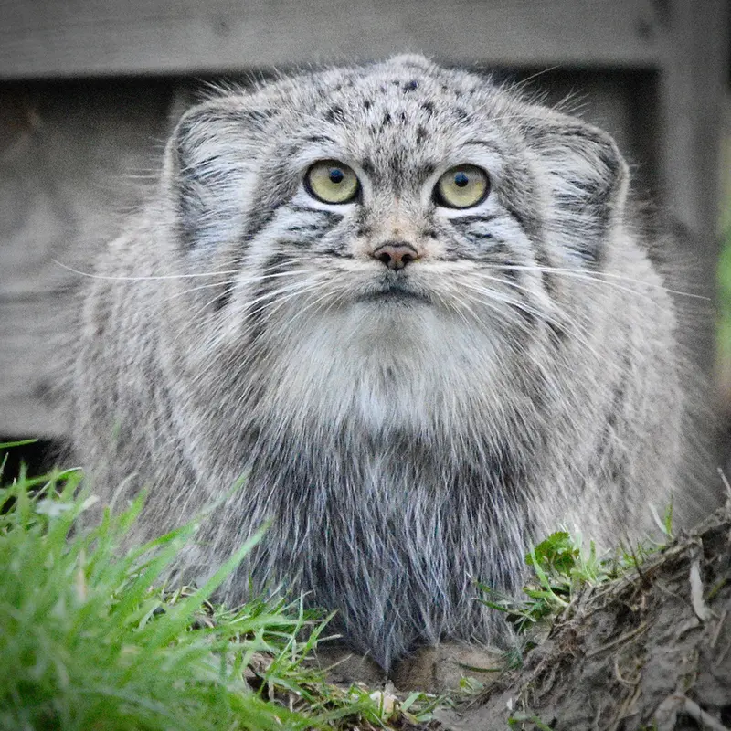 A photograph of Kharaa in Port Lympne Wild Animal Park