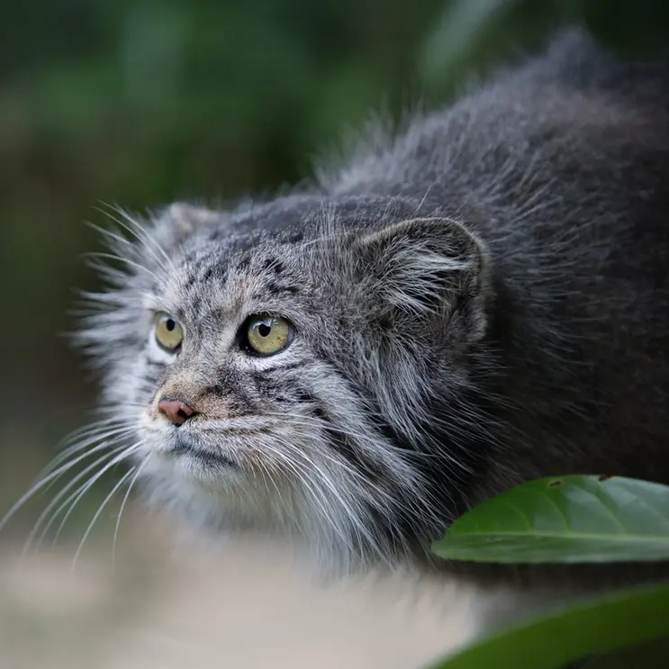 A photograph of Wei Shand in The Big Cat Sanctuary