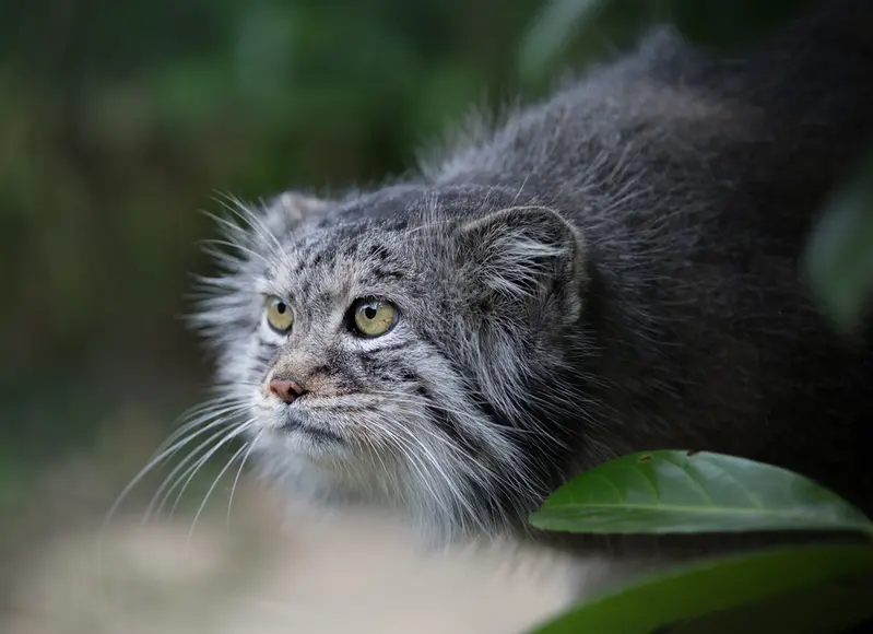 A photograph of Wei Shand in The Big Cat Sanctuary