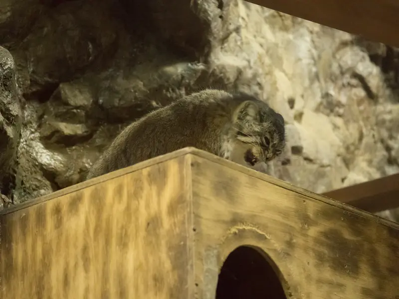 A photograph of Primula in Ueno Zoological Gardens