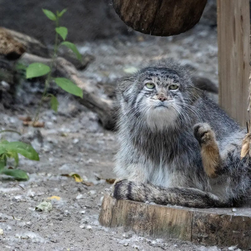 A photograph of Mia in Novosibirsk Zoo