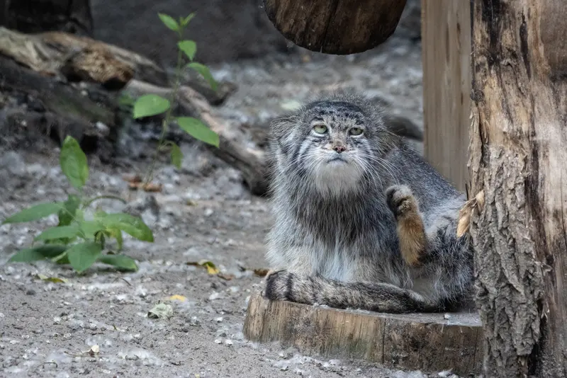 A photograph of Mia in Novosibirsk Zoo