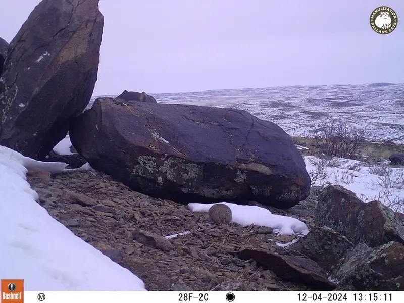 A photograph of Kazakh pika from Koshkar camera trap